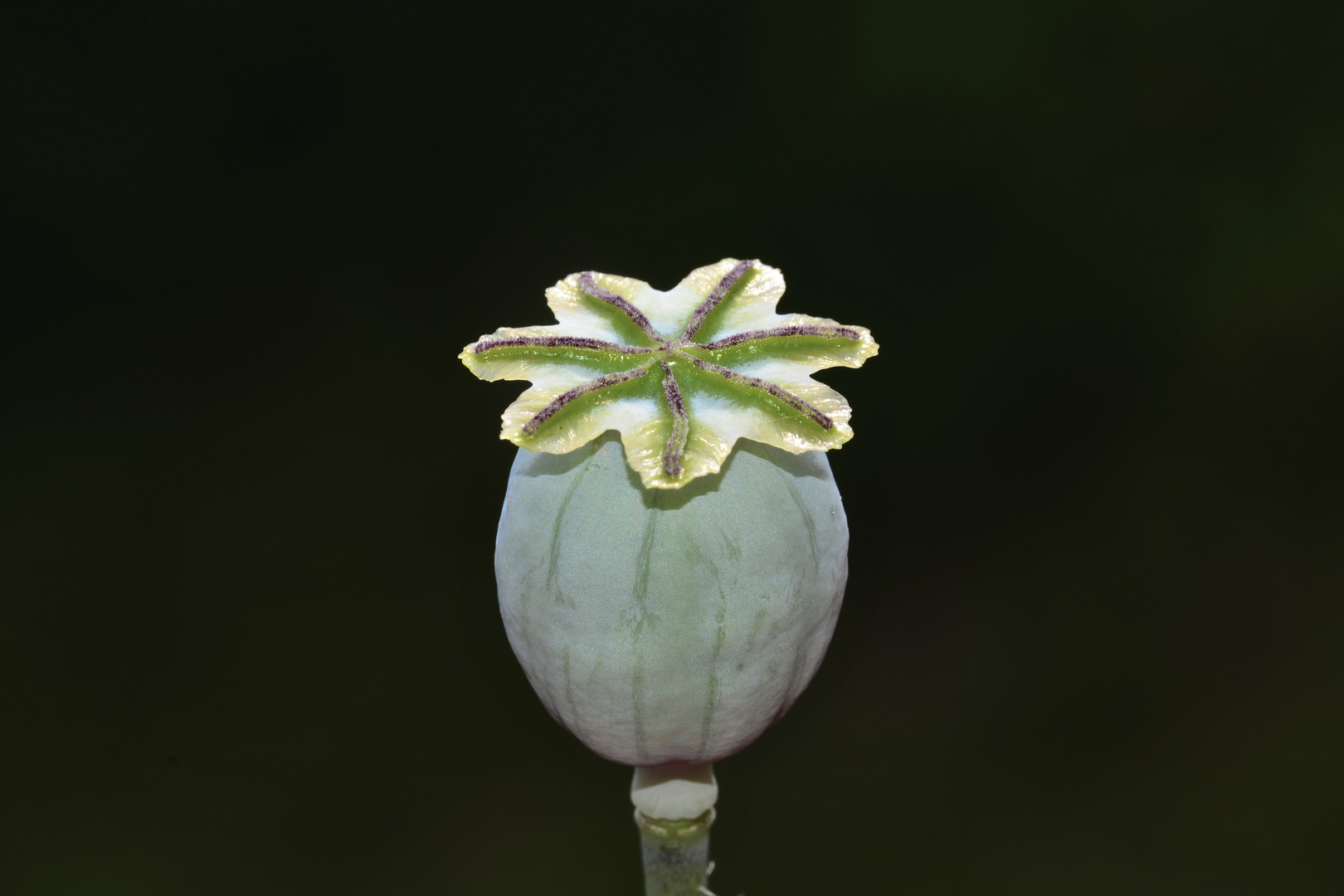 Mohn