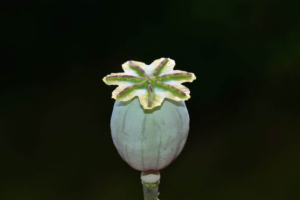 Mohn