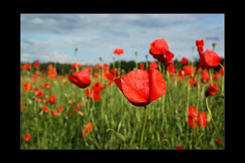 Mohn