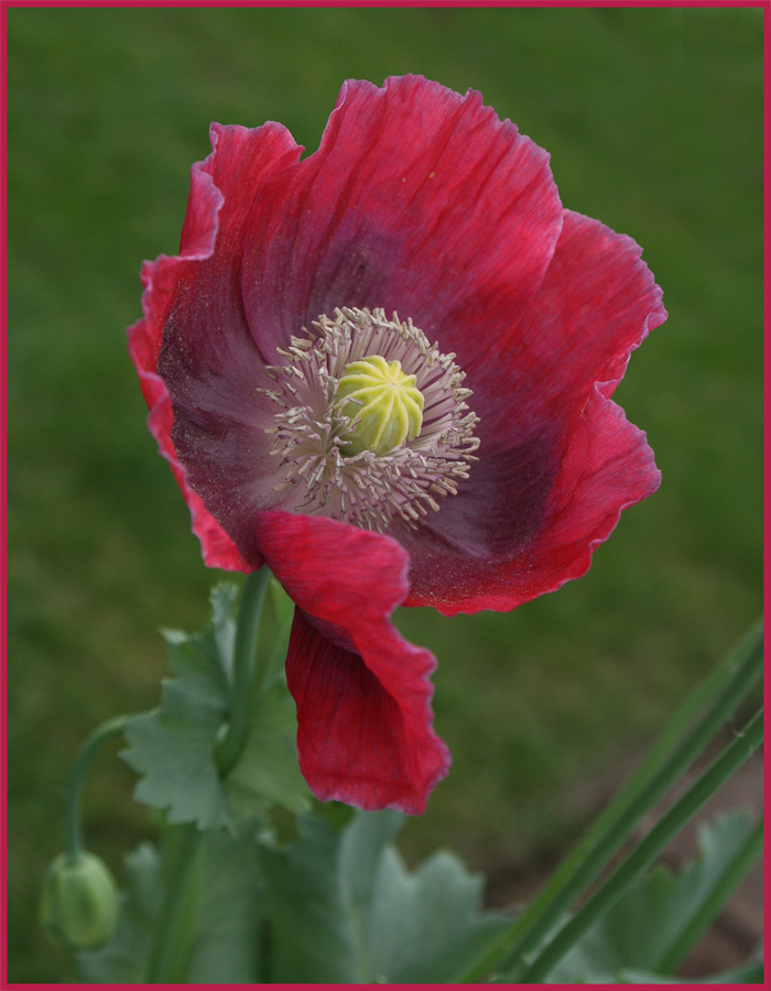 Mohn