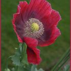 Mohn