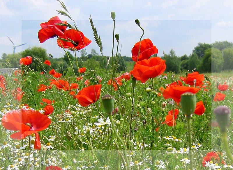 Mohn