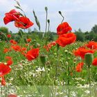 Mohn