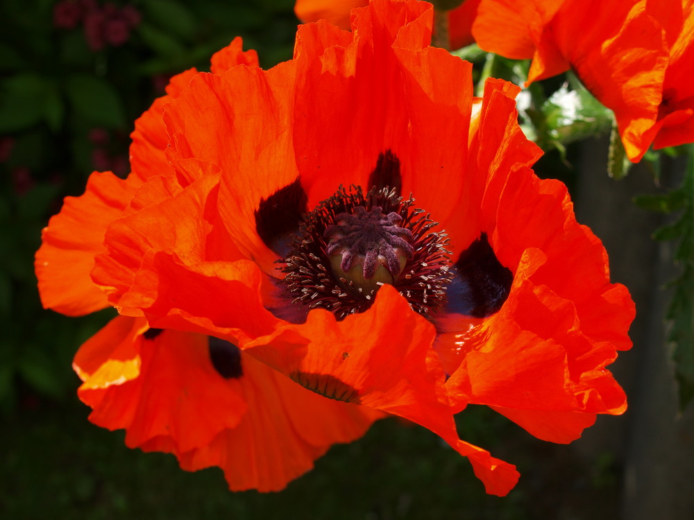 Mohn