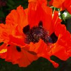 Mohn