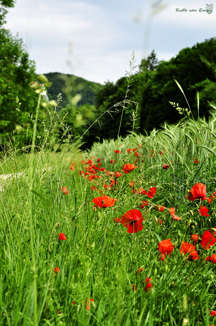 Mohn