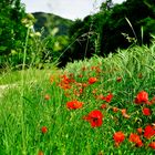 Mohn