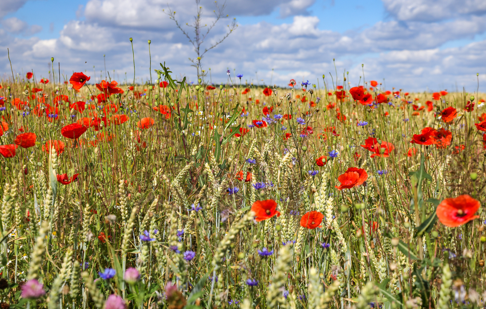 Mohn