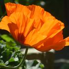 Mohn