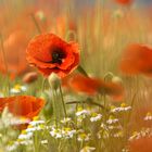  Mohn