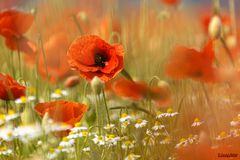  Mohn