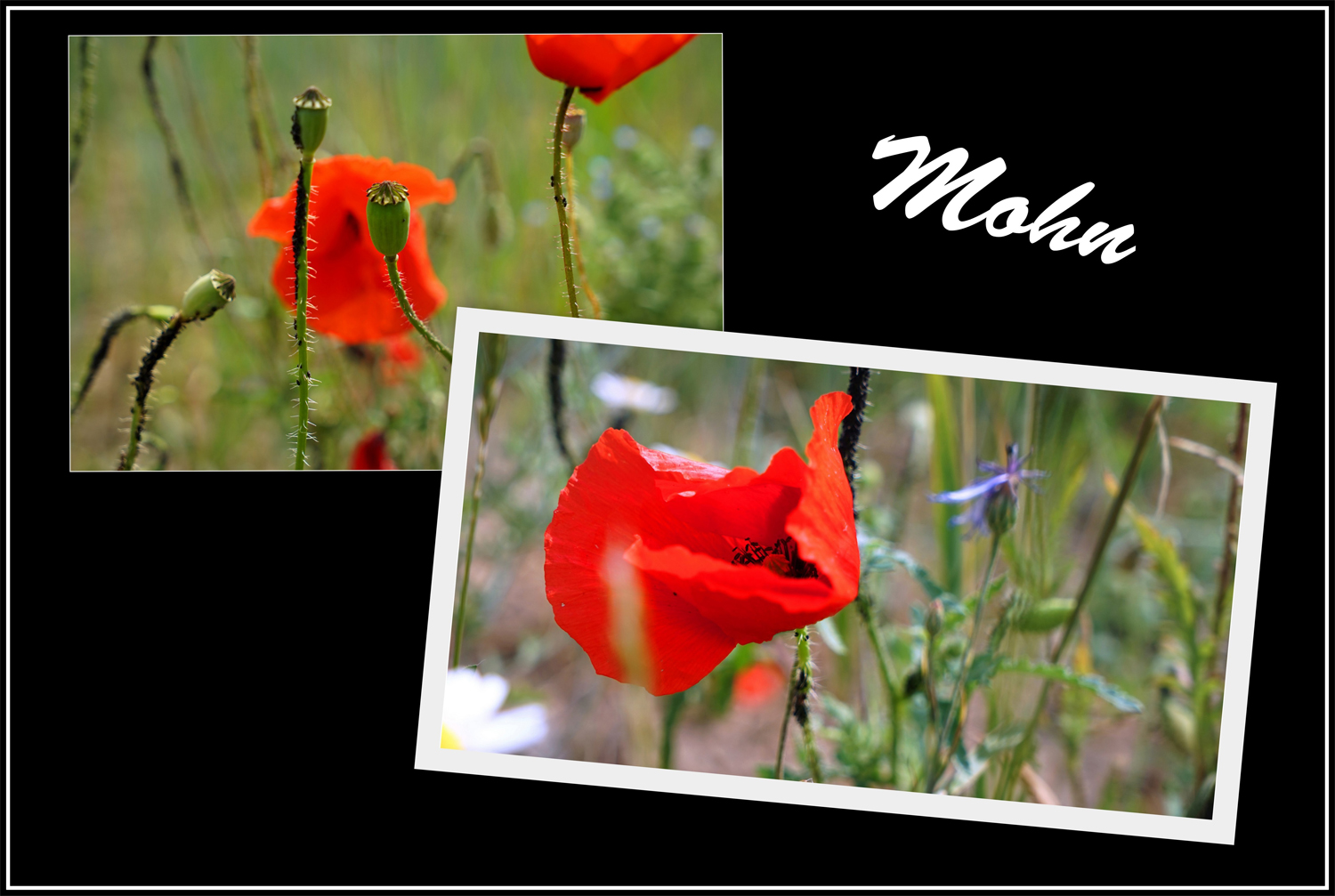 Mohn