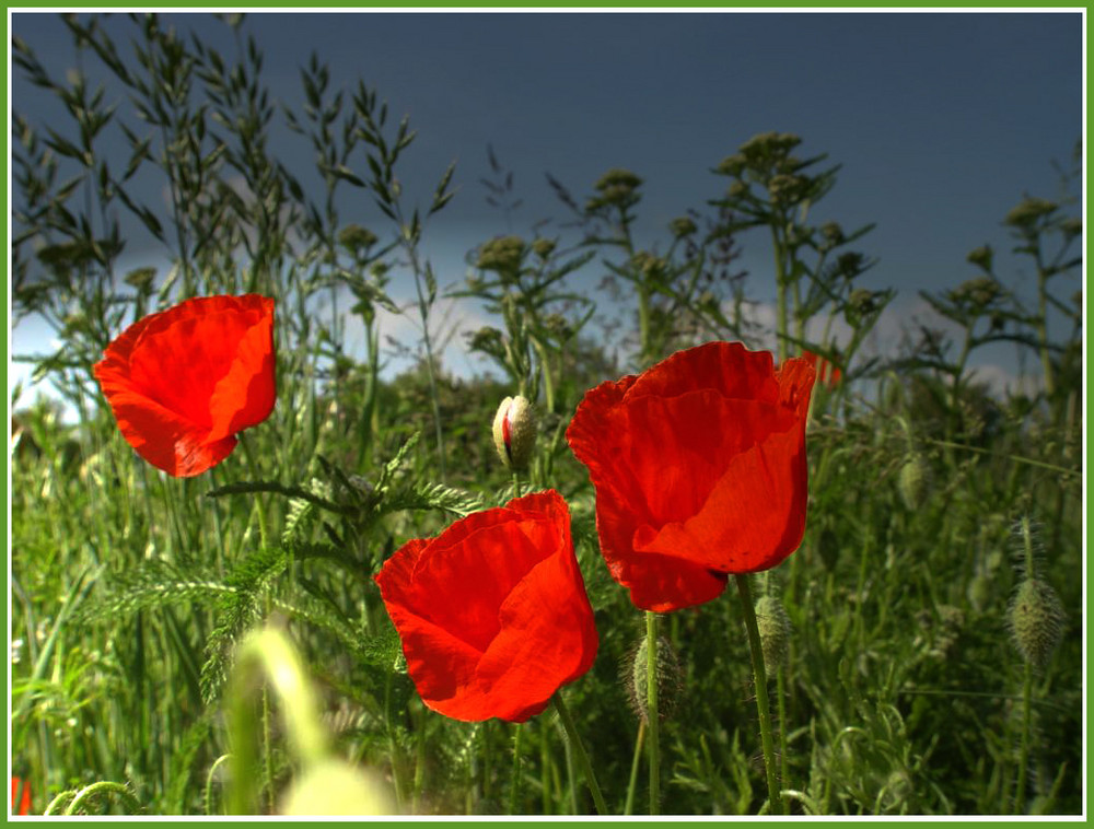 Mohn