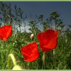 Mohn