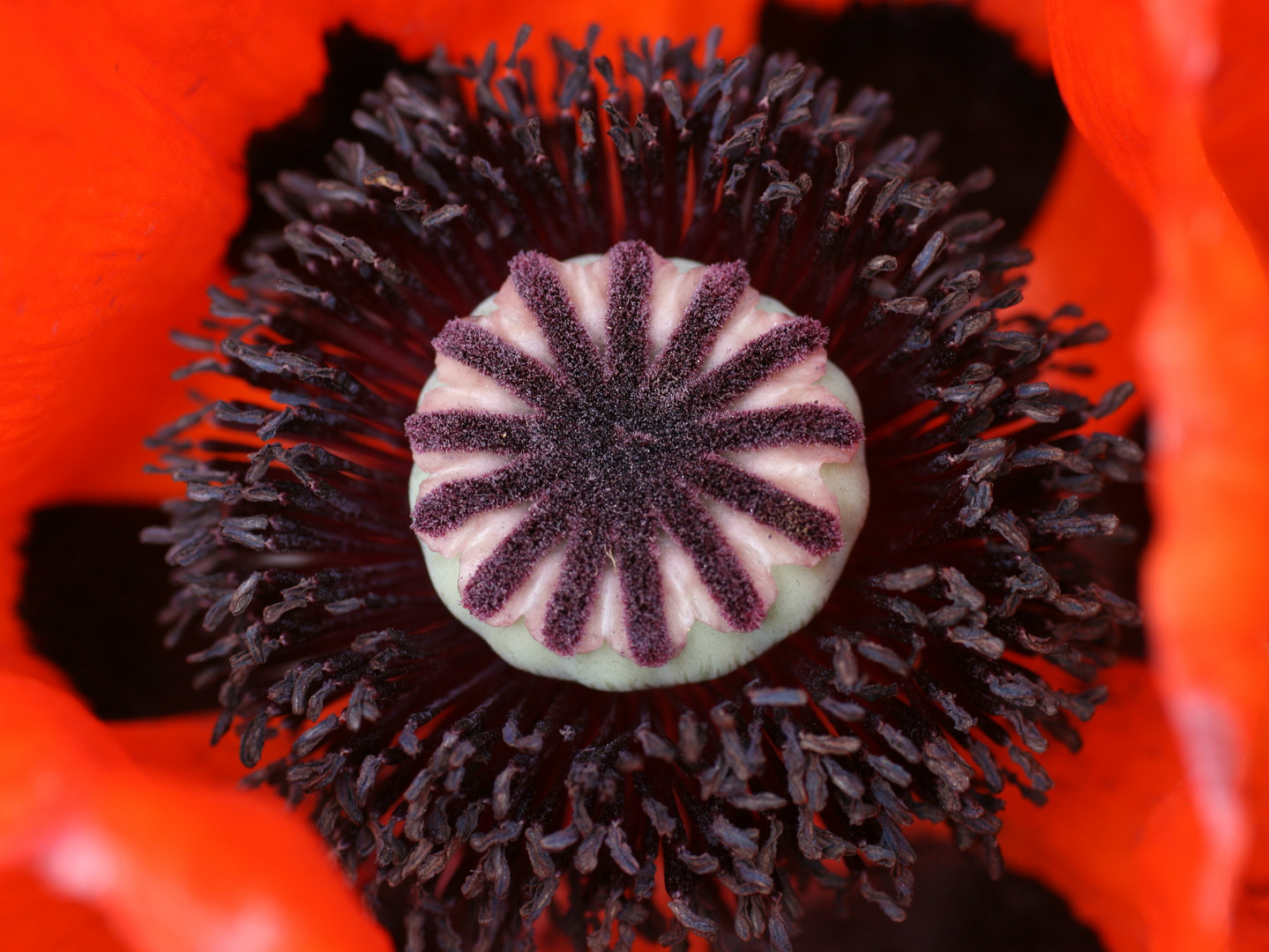 Mohn