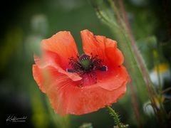 Mohn