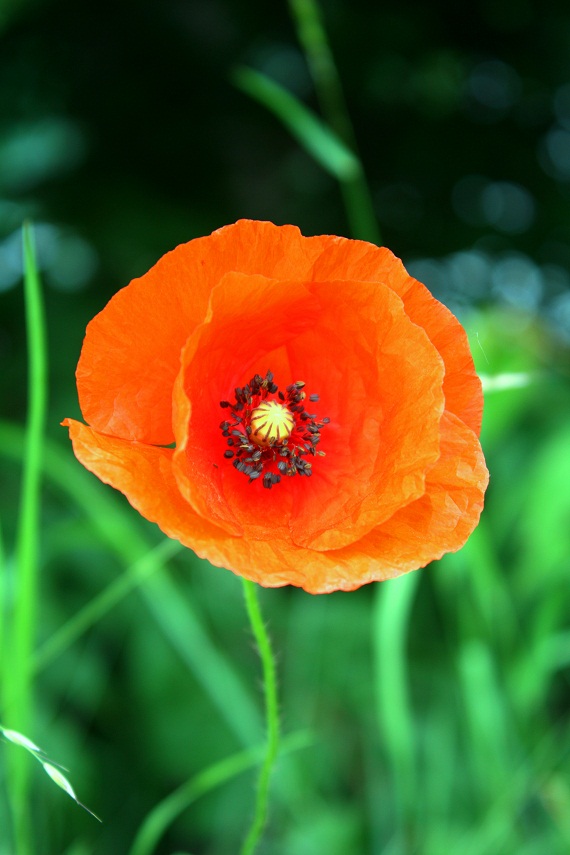 Mohn