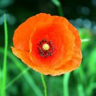 Mohn