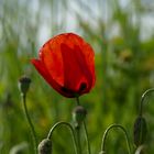 Mohn