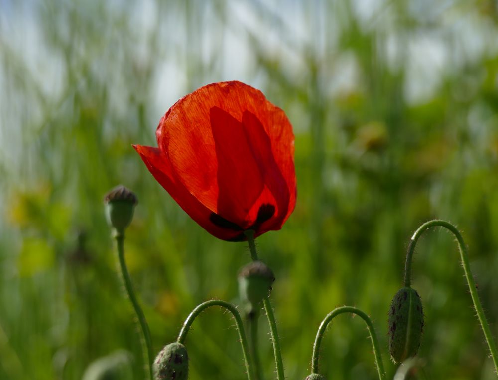 Mohn