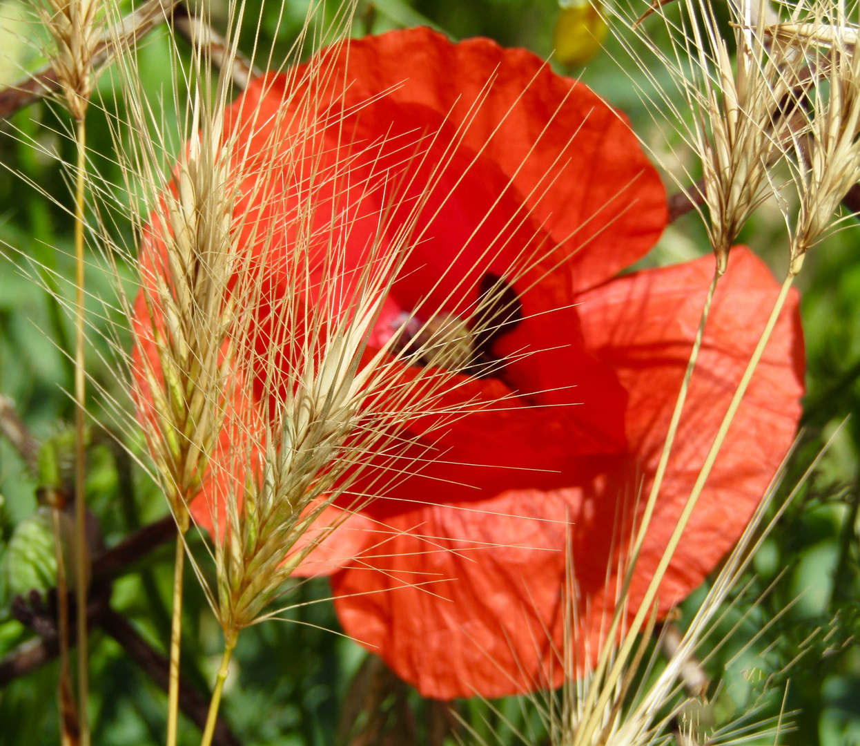 Mohn