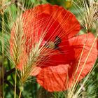 Mohn