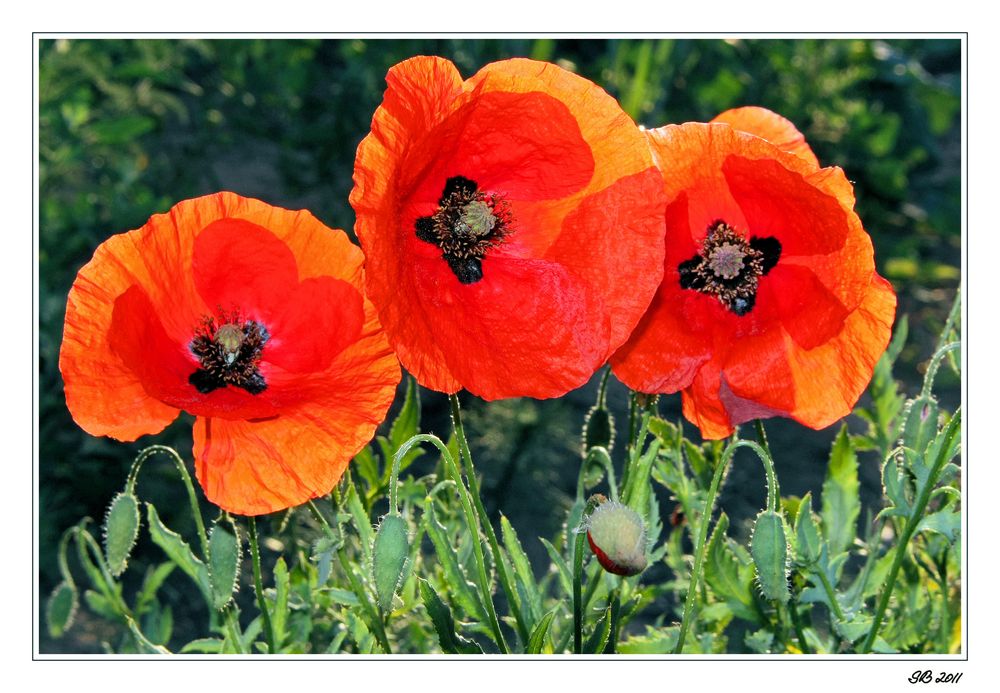 Mohn