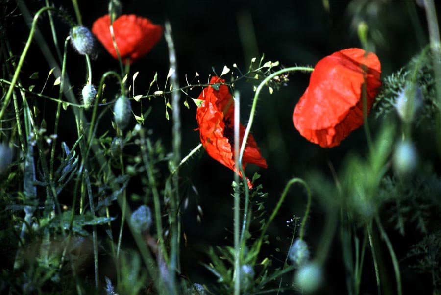 Mohn