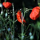 Mohn