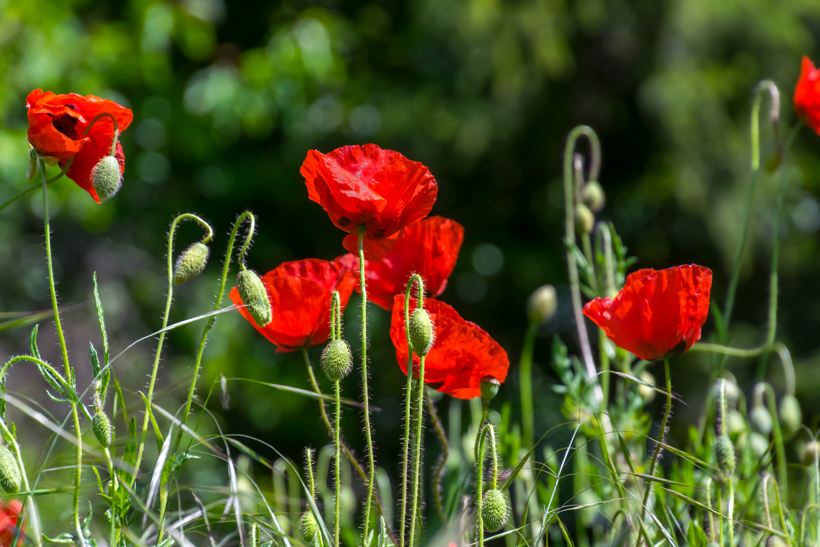 Mohn