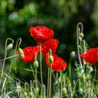 Mohn