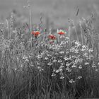 Mohn