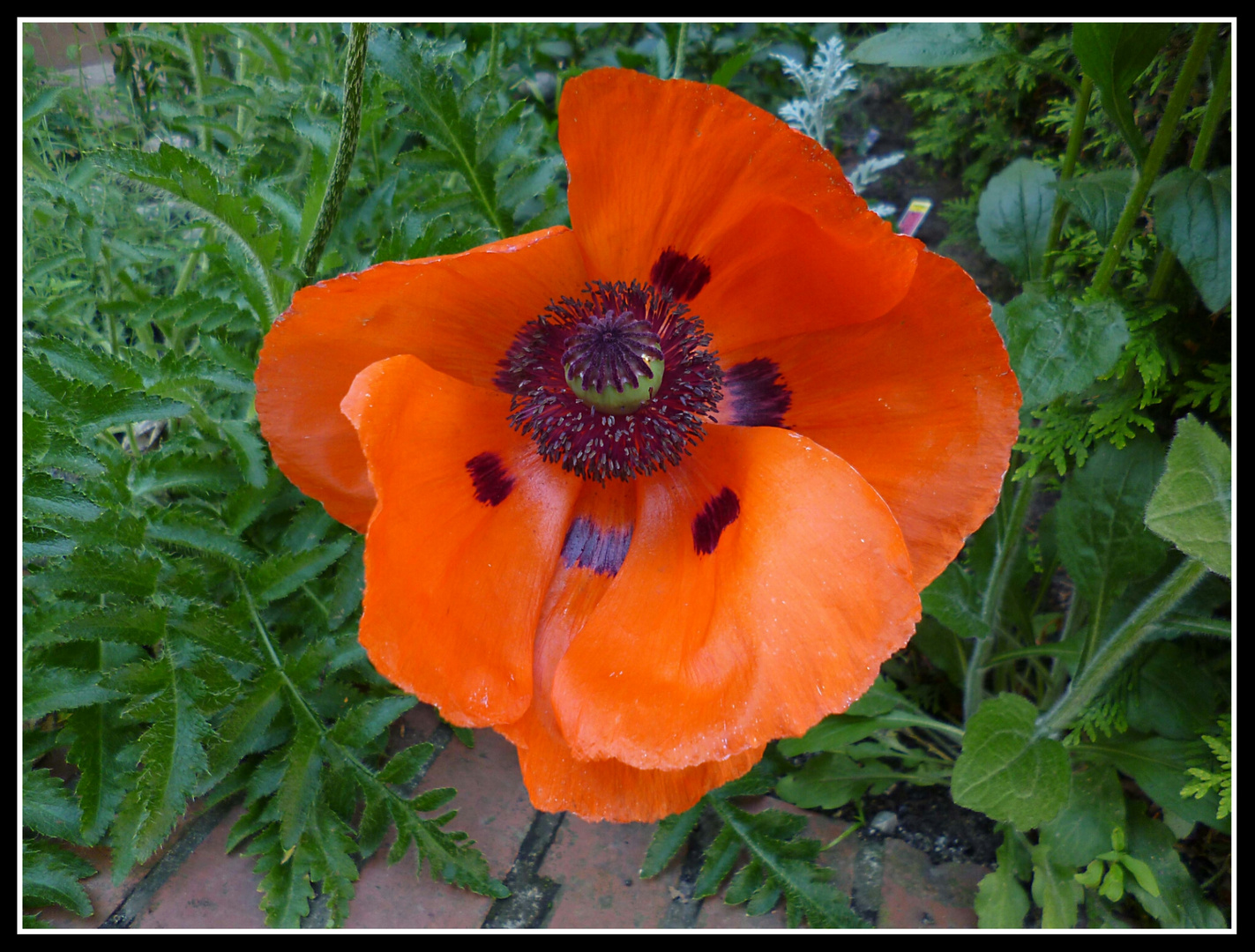 Mohn