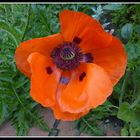 Mohn