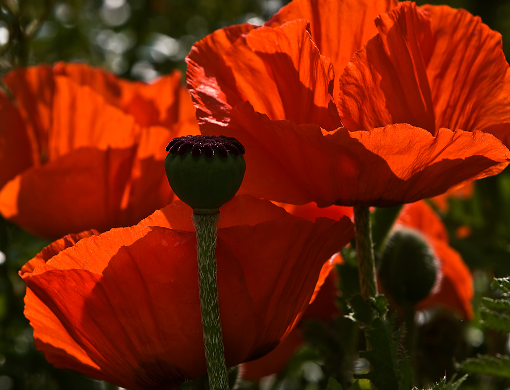 Mohn