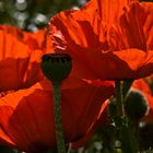 Mohn