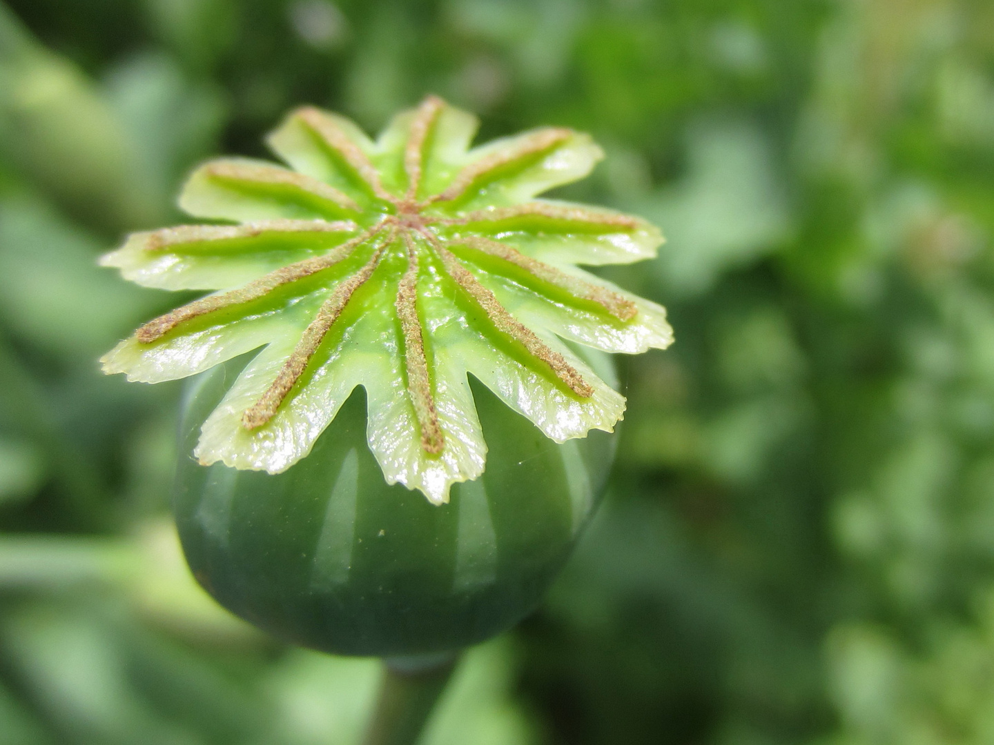 Mohn