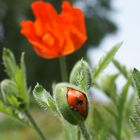 Mohn