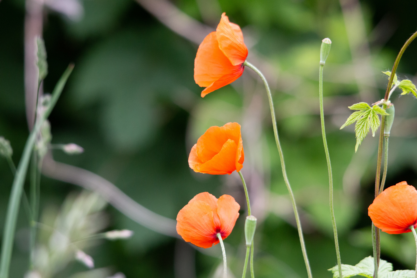 Mohn 