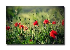 Mohn