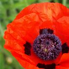 Mohn