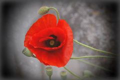 Mohn