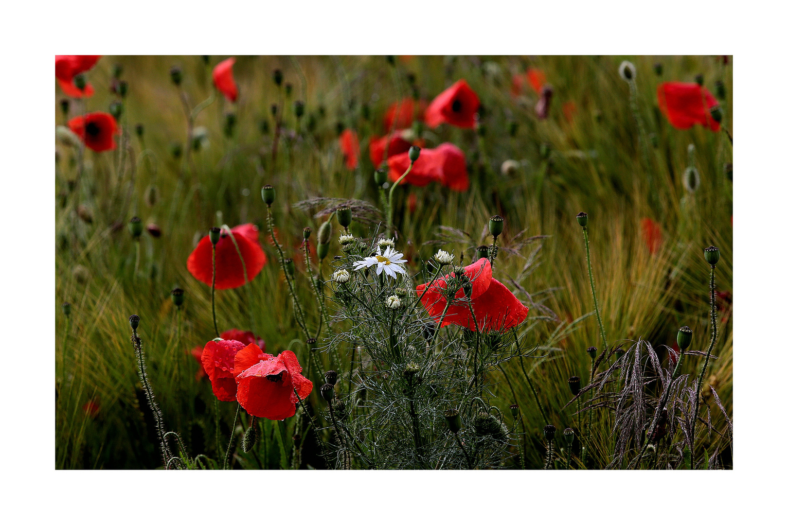 mohn