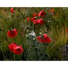 mohn