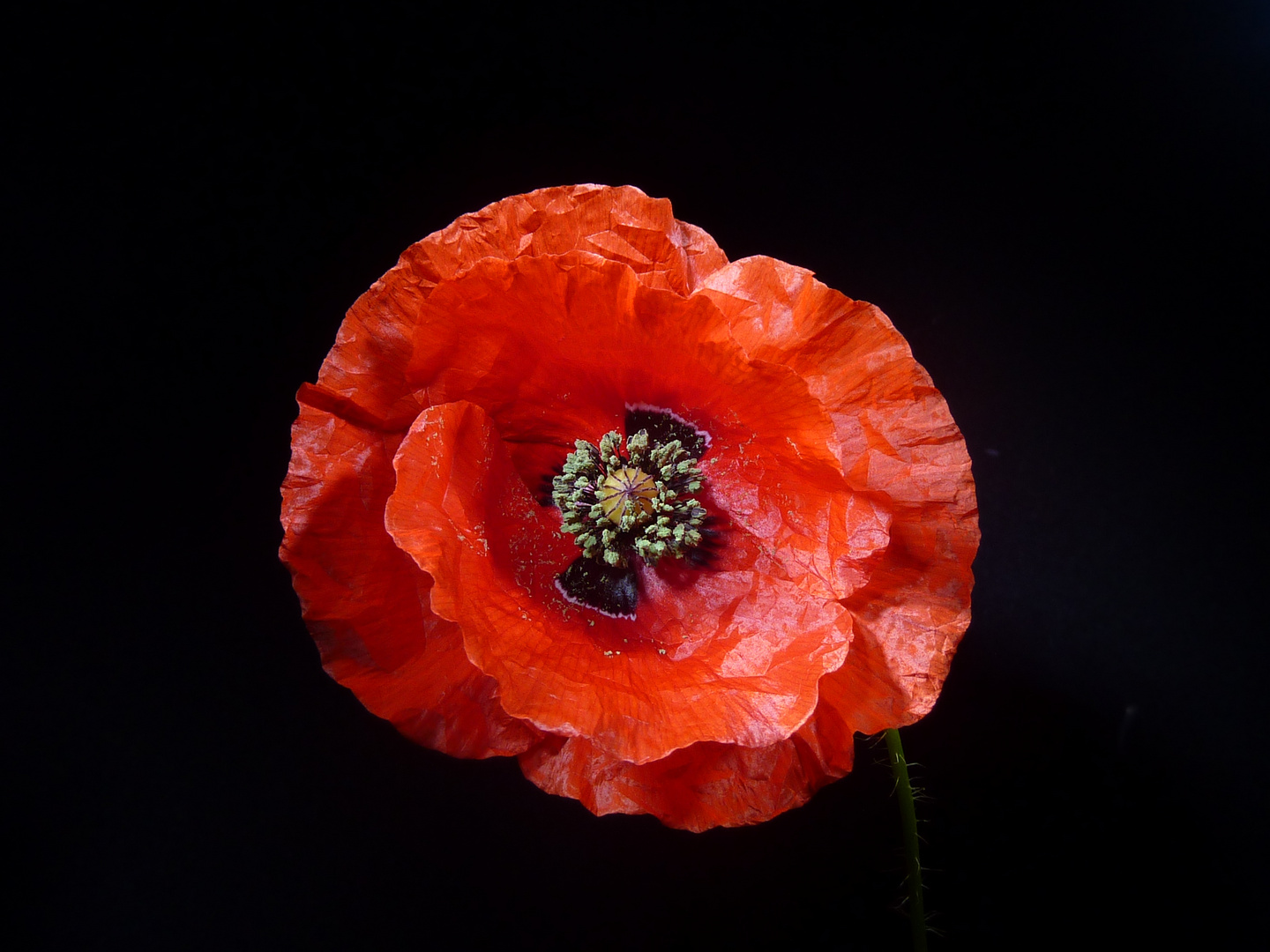 Mohn