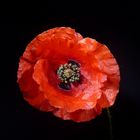 Mohn