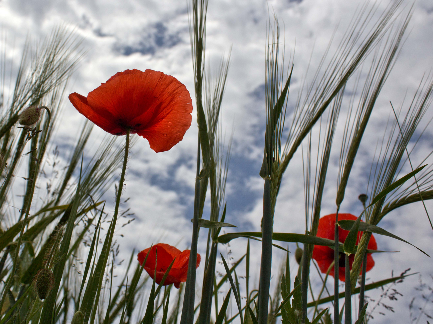 Mohn