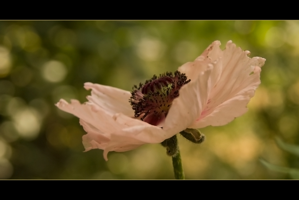 Mohn...