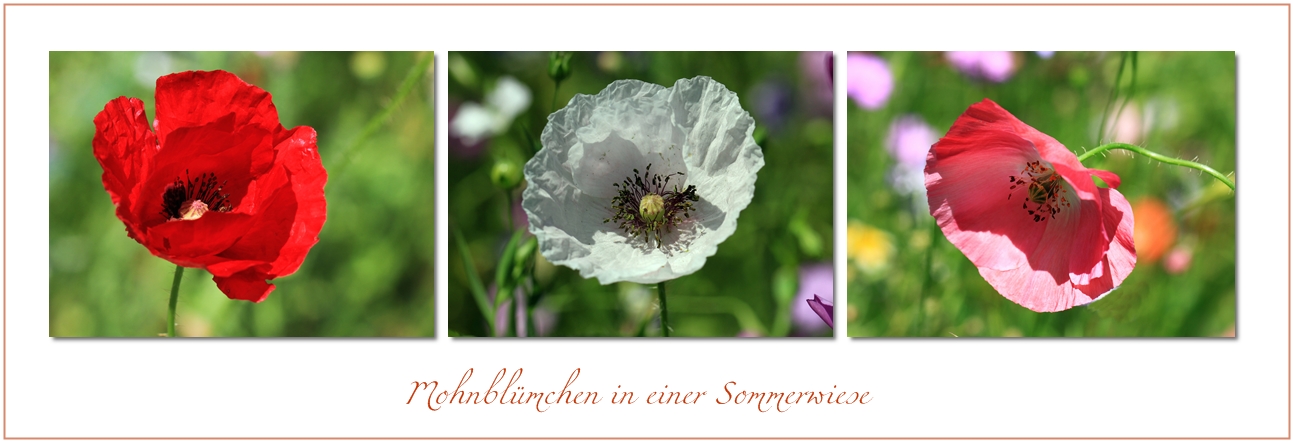 Mohn