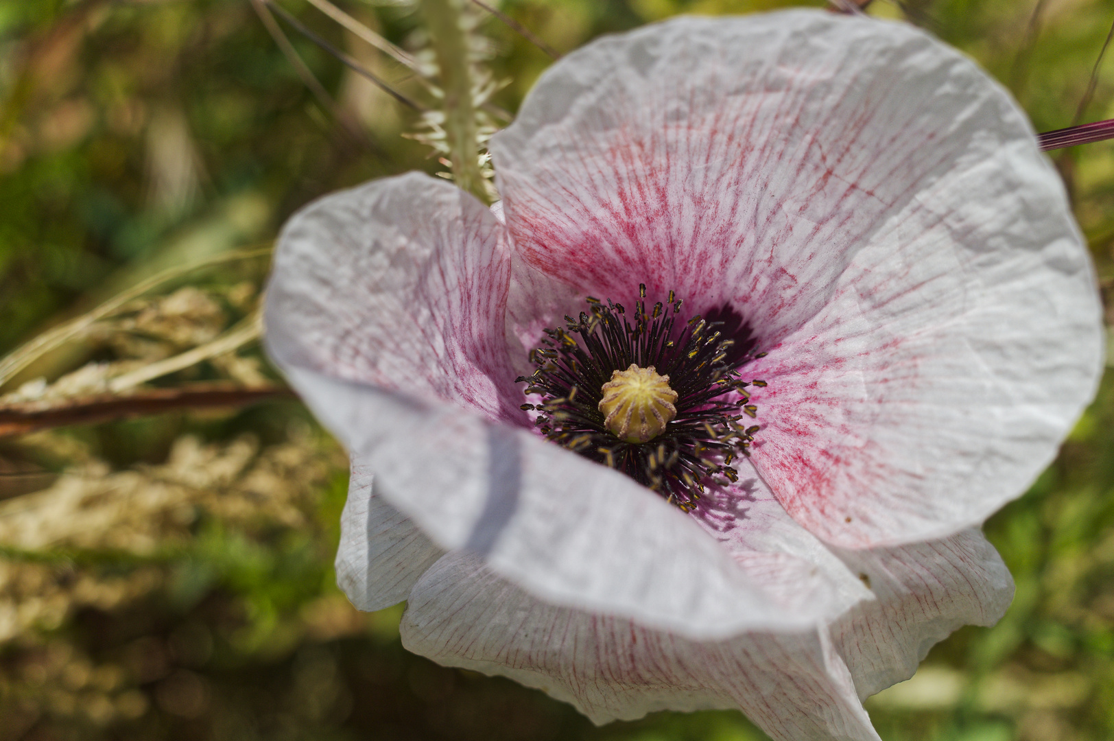 Mohn